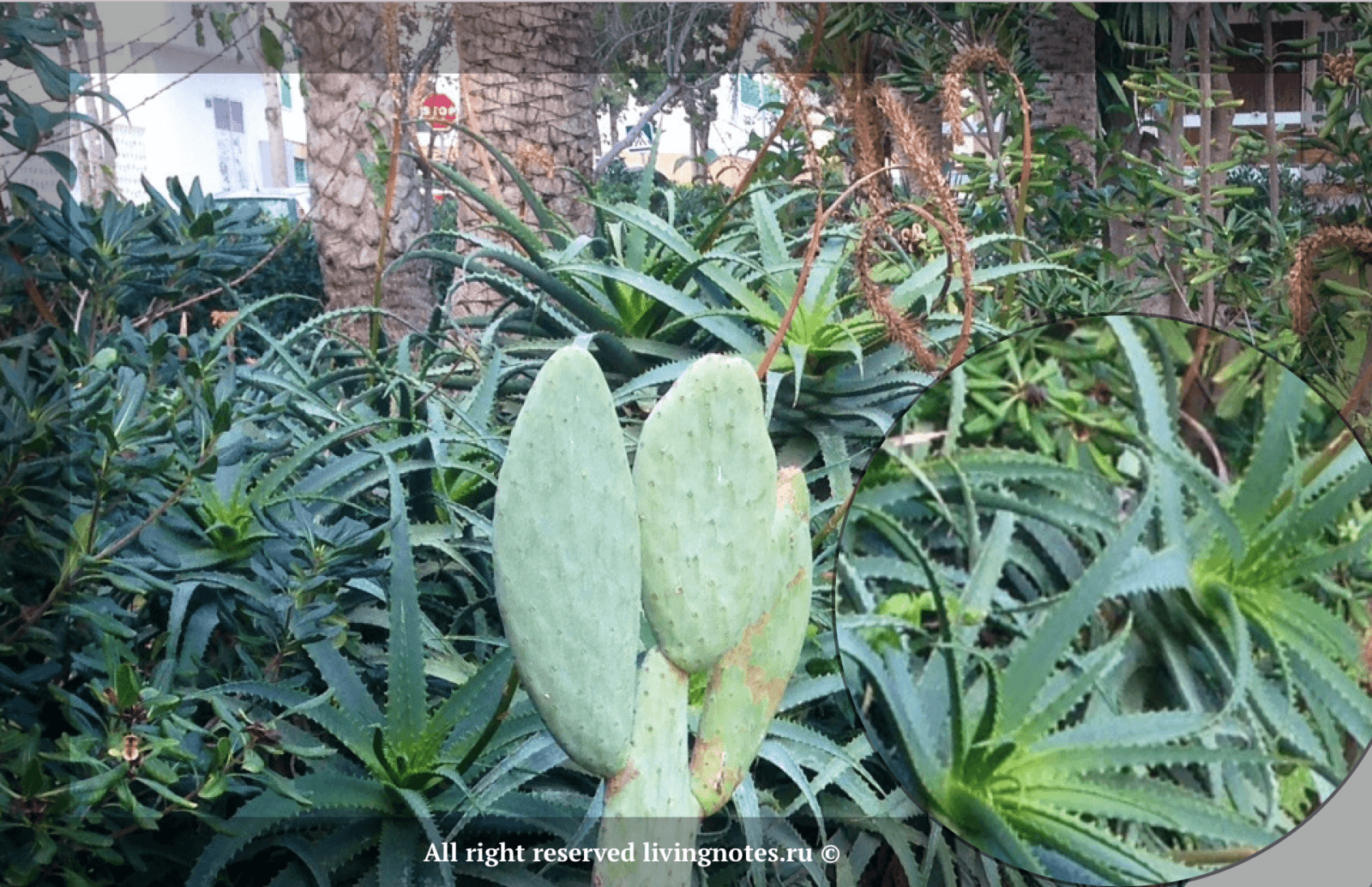 Столетник и Алоэ – в чем разница, как использовать для здоровья и красоты в домашних условиях