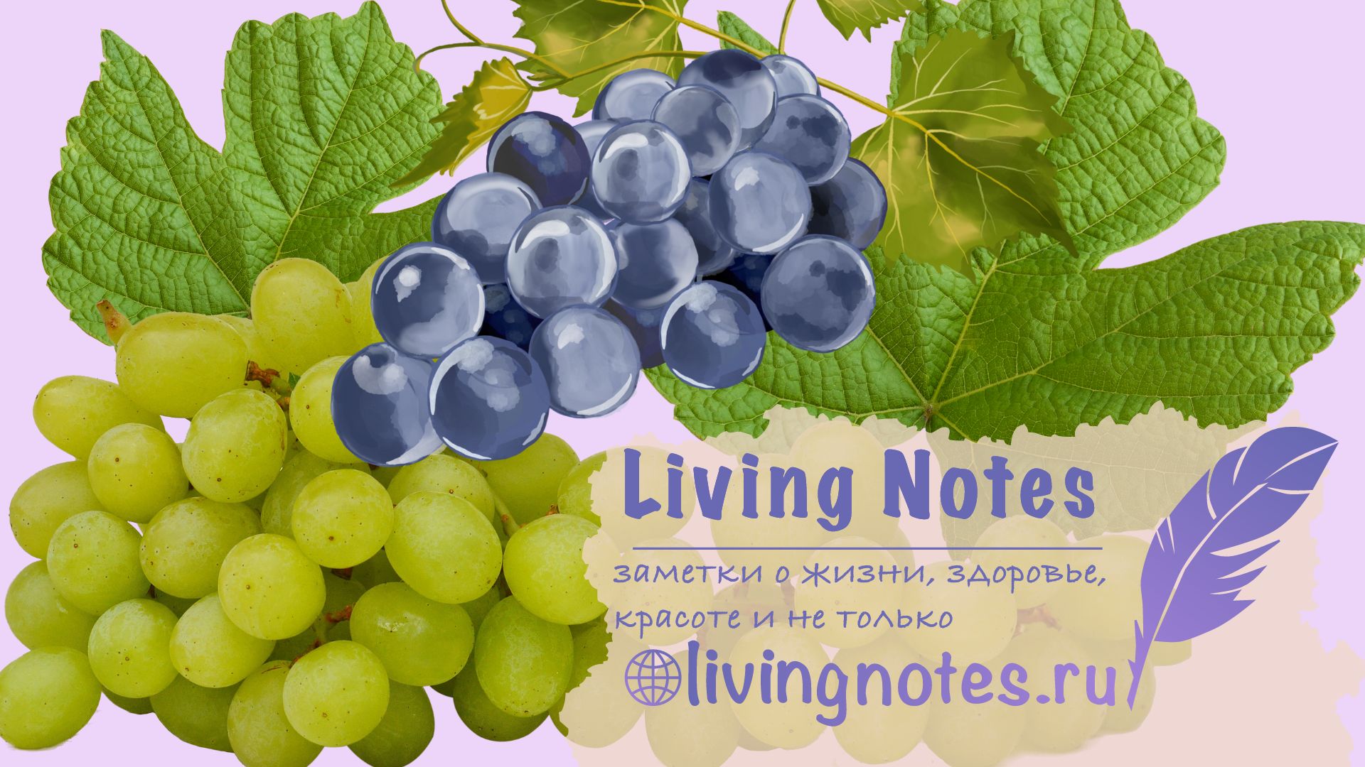 Можно ли есть виноград при похудении? Польза и вред