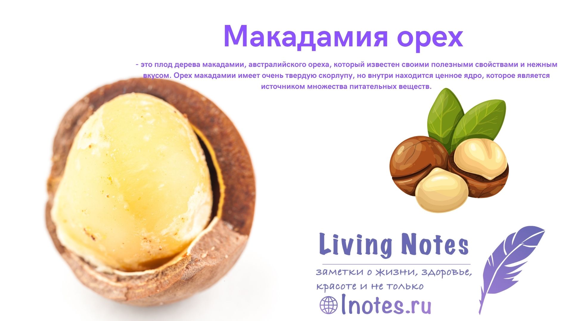 Макадамия орех: калорийность, после 50? польза и вред для организма