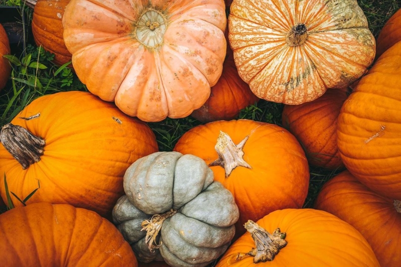 Углеводы в виде тыквы это всегда польза для организма. 